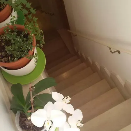 Don Gino מונופולי